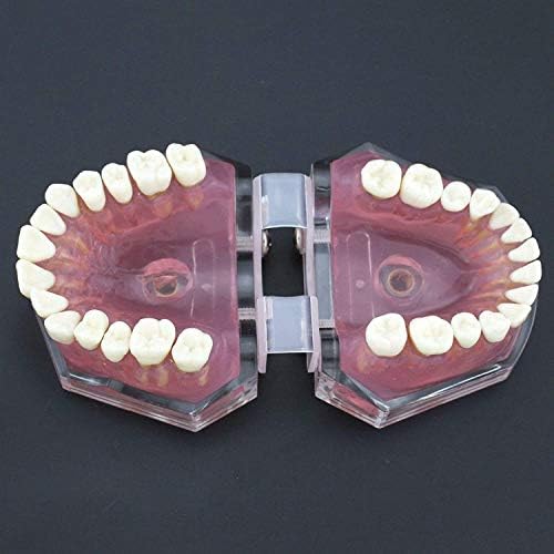 מודל שיניים של למטה, חניכיים רכות פירוק מלא, מיצוי שיניים שלם לרפואת השיניים או לרופא השיניים לתקשר